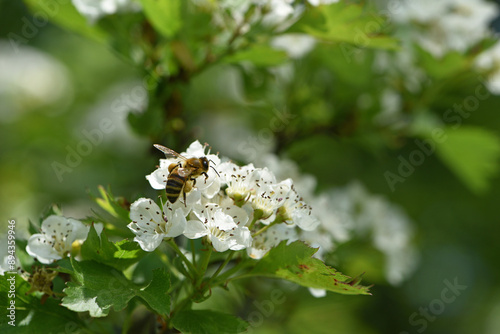 bee on a flowering tree. honey bees pollinating white blossoms of a pear tree. insect in nature, spring season. bee on the flowers of the orchard. close-up, macro photo. insects at work. spring time.
