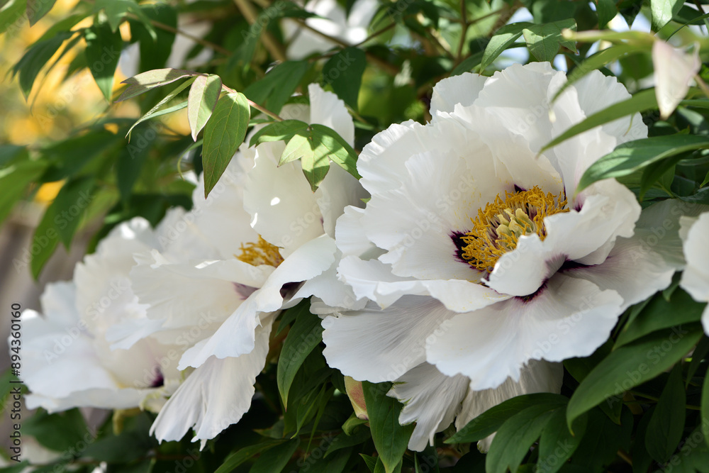 Peony flower. large white flowers with green leaves. delicate white peony flowers with yellow pollen inside, blooming in the garden. beautiful multi-colored peony, macro close-up background.