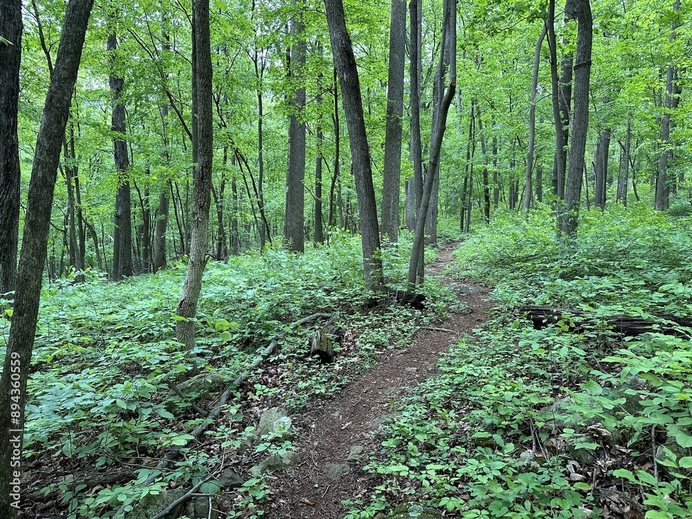 path in the forest path in the forest