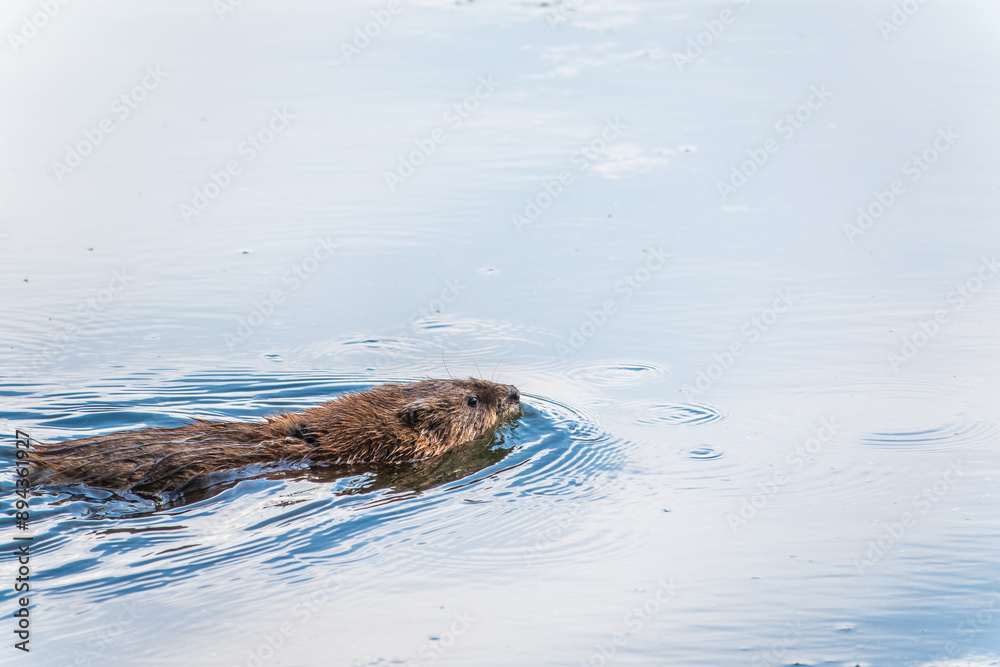 Muskrat, Ondatra zibethicuseats swiming at the surface of the lake water. Muskrat, Ondatra zibethicuseats swiming at the surface of the lake water.