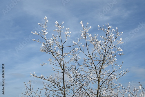 Baum mit Raureif