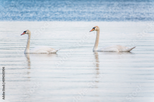 Fototapeta Naklejka Na Ścianę i Meble -  Two Graceful white Swans swimming in the lake, swans in the wild