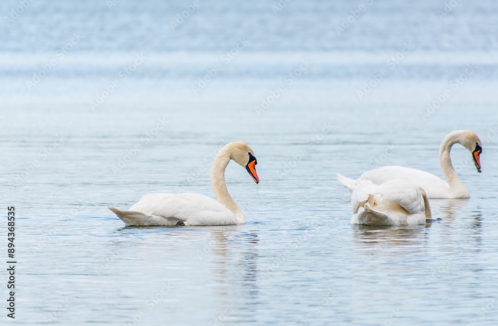 Graceful white Swan swimming in the lake, swans in the wild. Portrait of a white swan swimming on a lake. Graceful white Swan swimming in the lake, swans in the wild. Portrait of a white swan swimming on a lake.