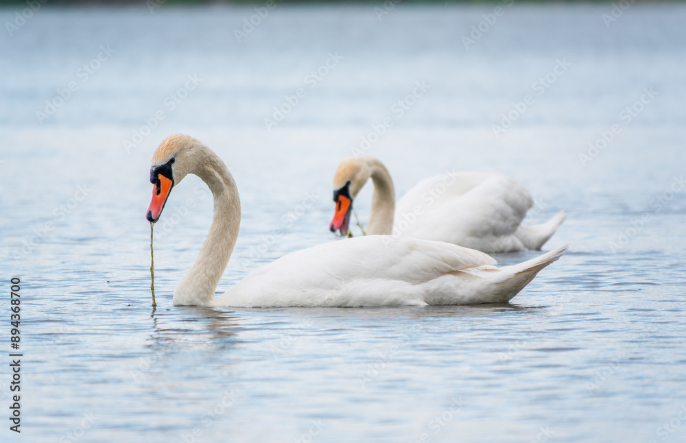 Obraz premium Two Graceful white Swans swimming in the lake, swans in the wild