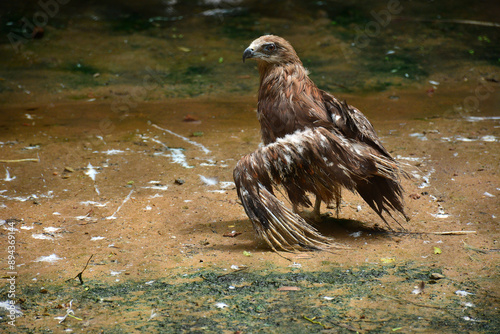 Captive Black Kite in Zoo