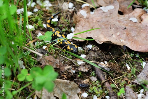 Obraz na płótnie Detail of head fire salamander lizard on sand w salonie