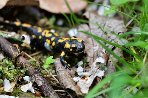 Obraz na płótnie Detail of head fire salamander lizard on sand w salonie