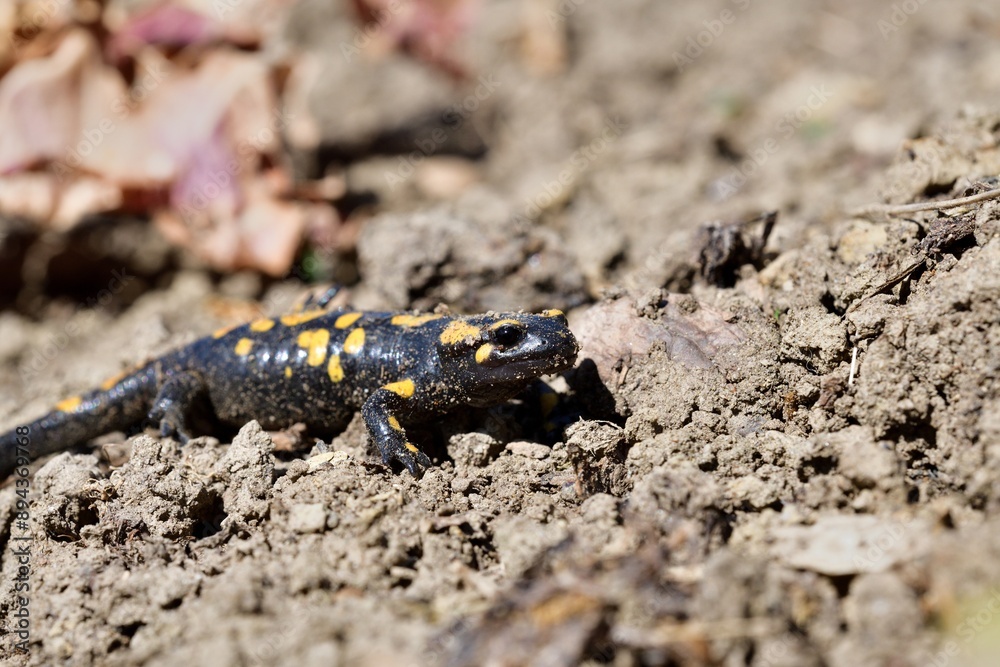 Detail of head fire salamander lizard on sand
