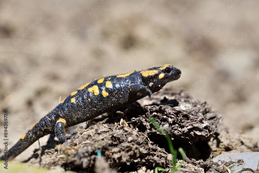 Detail of head fire salamander lizard on sand