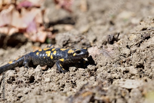Obraz na płótnie Detail of head fire salamander lizard on sand w salonie