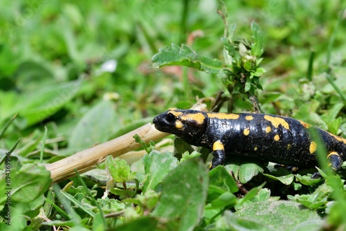 Fire salamander lizard crawls through the leaves in the forest