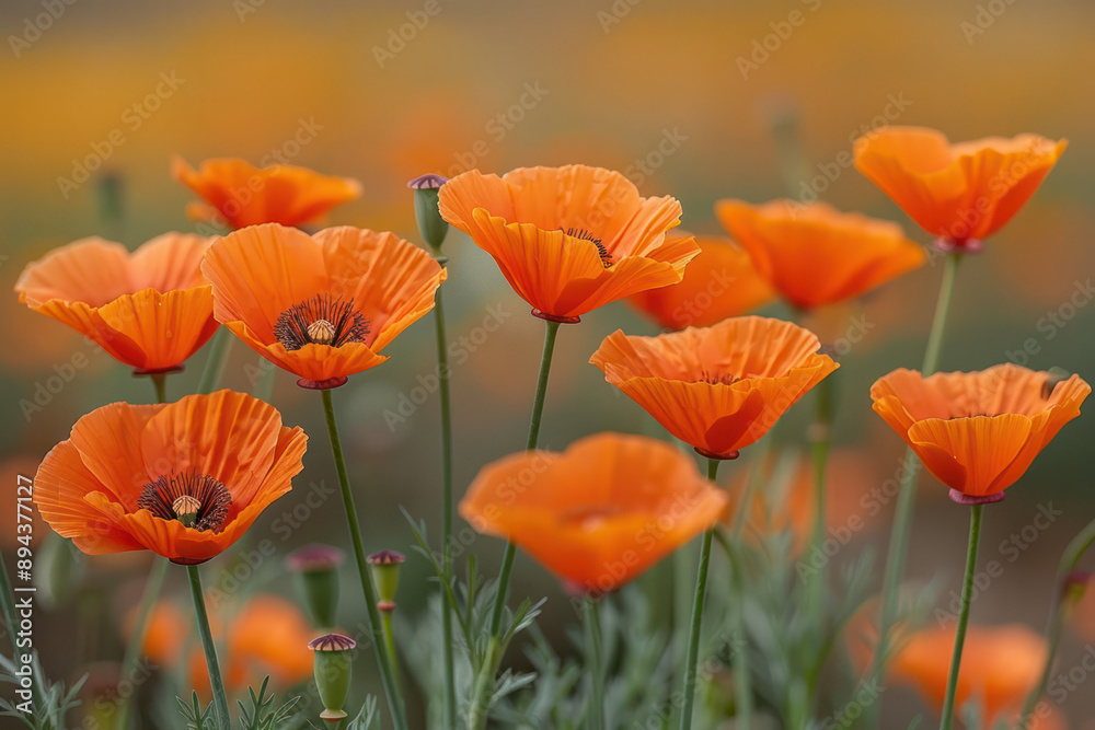 Naklejka premium Orange Poppy Flowers in a Field