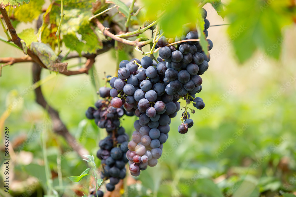 bunches of black grapes close-up bunches of black grapes close-up
