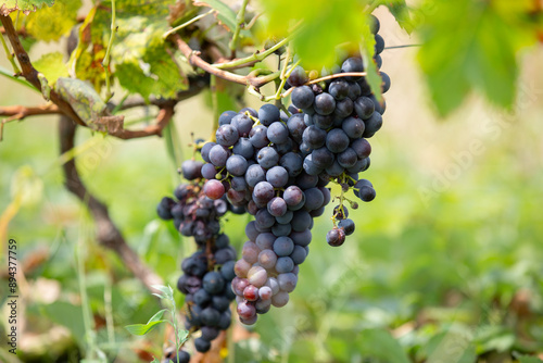 Wallpaper Mural bunches of black grapes close-up Torontodigital.ca