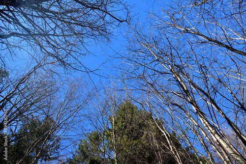 Symmetrical growth of trees seen from the bottom upwards towards the sky