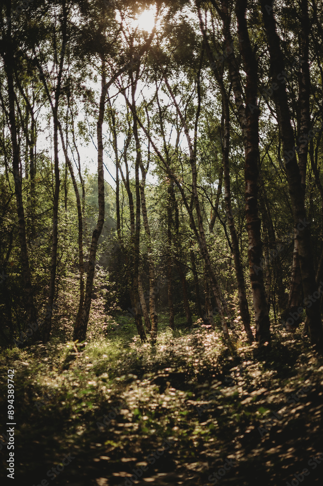 Fototapeta premium nature