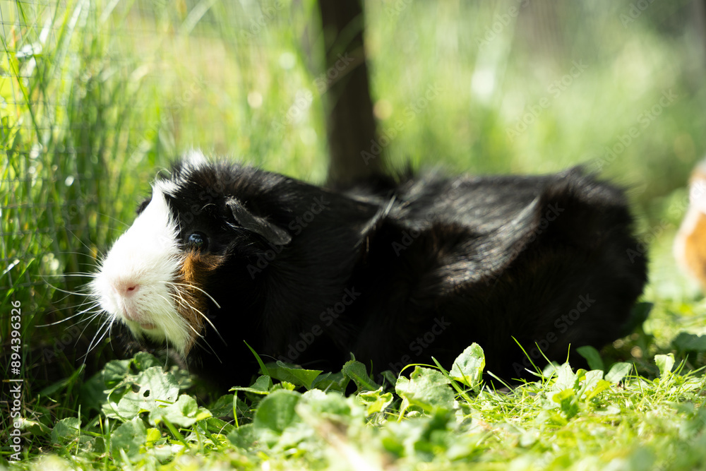 Meerschweinchen rosette tier Nager Meerschweinchen rosette tier Nager