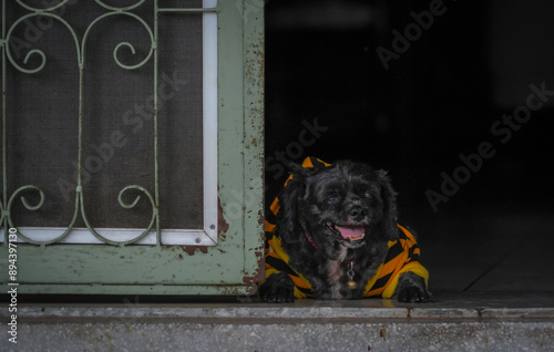 the black dog lay on the floor with dramatic tone