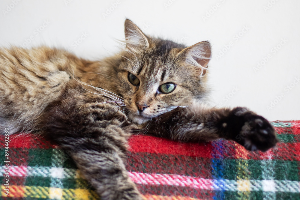 Felidae cat on plaid blanket, carnivorous with whiskers, snout, tartan design Felidae cat on plaid blanket, carnivorous with whiskers, snout, tartan design