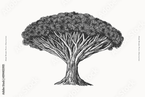 Dragon tree in engraving style. Hand drawn tropical plant. Vintage botanical illustration on a light isolated background.