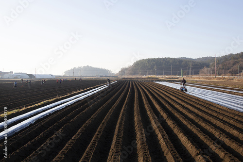 Hoecheon-myeon, Boseong-gun, Jeollanam-do, South Korea - February 5, 2023: Morning view of two farmers working with agricultural machins for vinyl cover after potato sowing in the field
 photo