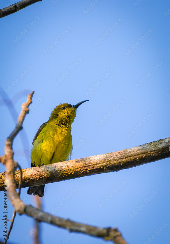 Obraz premium the yellow bird in the nature with dramatic tone