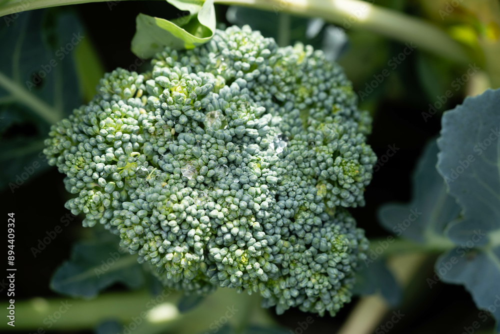 Brokkoli Brassica oleracea aus dem Hausgarten Brokkoli Brassica oleracea aus dem Hausgarten