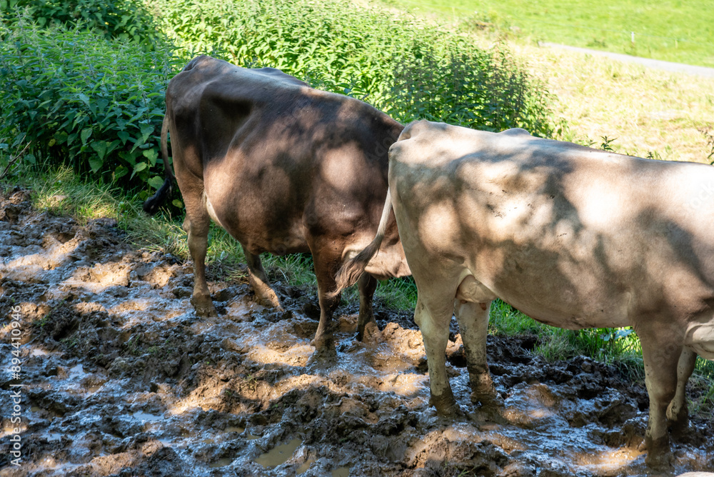 cow in the mud and pastures