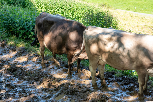 Obraz na płótnie cow in the mud and pastures w salonie