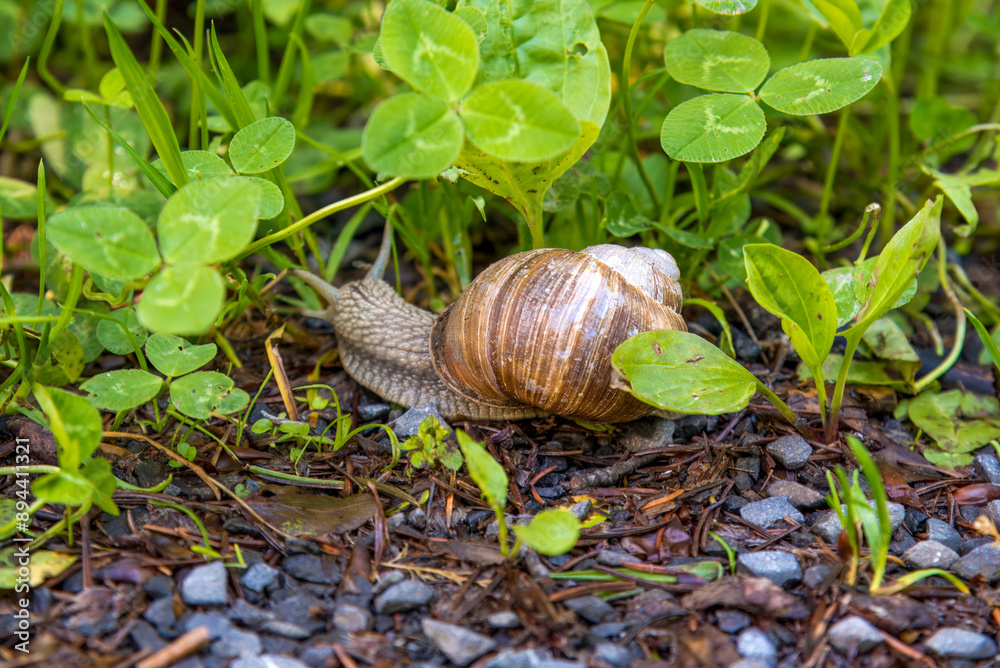 snail in the grass, close-up