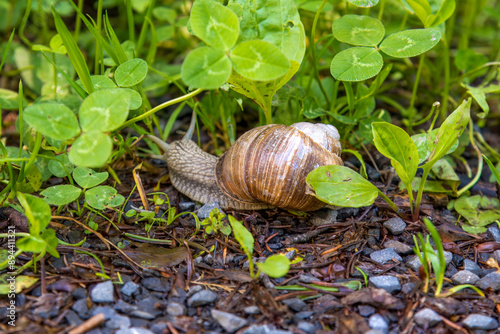 Obraz na płótnie snail in the grass, close-up w salonie