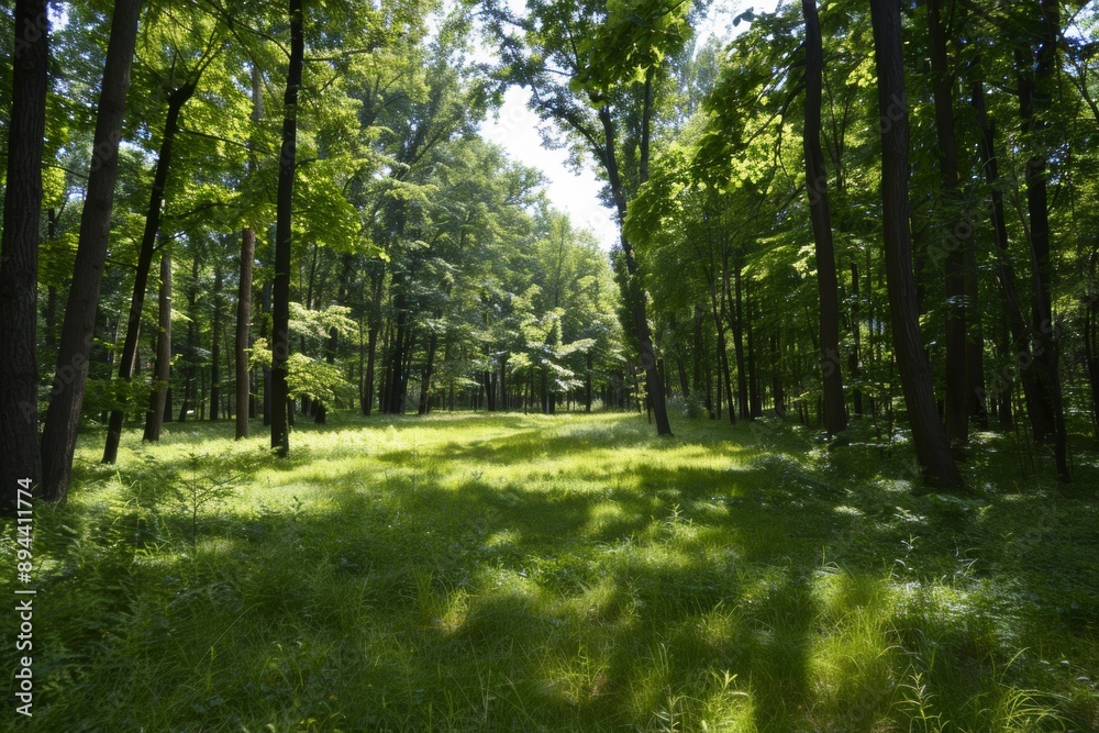 Forest hills within a picturesque park depict a serene landscape where lush forested hills blend harmoniously with the park's natural beauty.