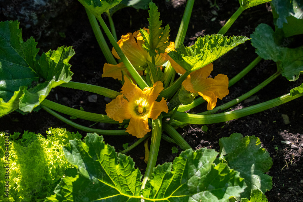 close up of a yellow zucchini flower growing in the garden