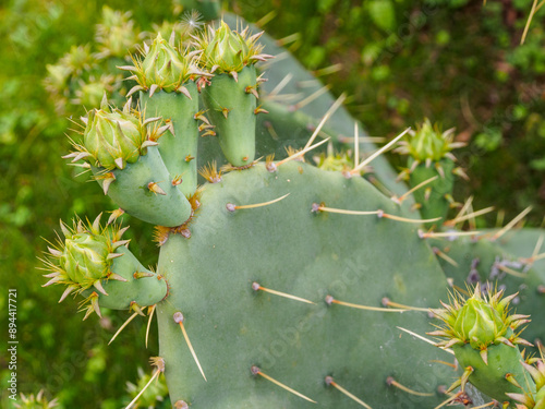 Close-up of a prickly cactus. The needles are visible in detail, highlighting the unique texture and rigidity of the plant photo