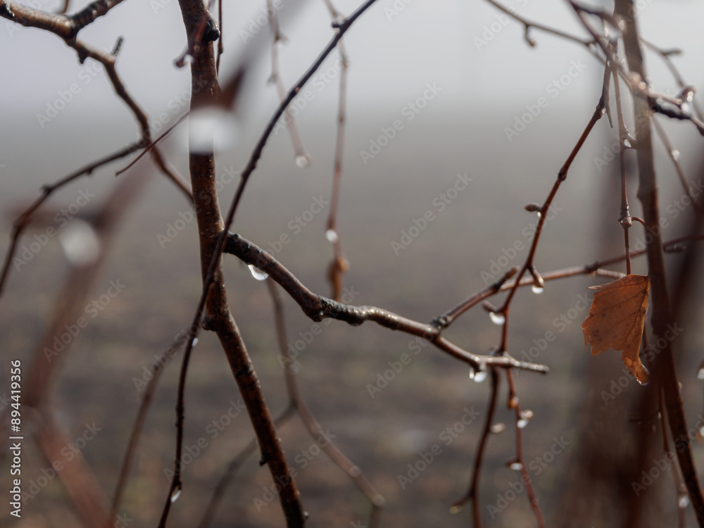 Foggy forest in the rain, drops of water sparkle on the branches, creating an atmosphere of calm and solitude in nature Foggy forest in the rain, drops of water sparkle on the branches, creating an atmosphere of calm and solitude in nature