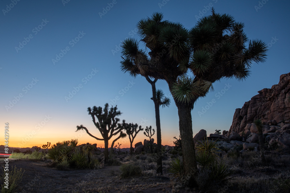 Obraz premium Very late sunset almost night in Joshua tree national park with Joshua tree silhouette 