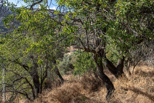 Almond trees in the tiny village of Chandria, the second highest, located in Pitsilia region, east of Mount Olympos, Cyprus