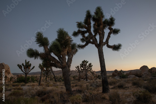 Very late sunset almost night in joshua tree national park