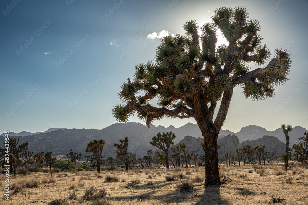 Fototapeta premium Sun peeking through a Joshua Tree in Joshua Tree National Park in California, USA