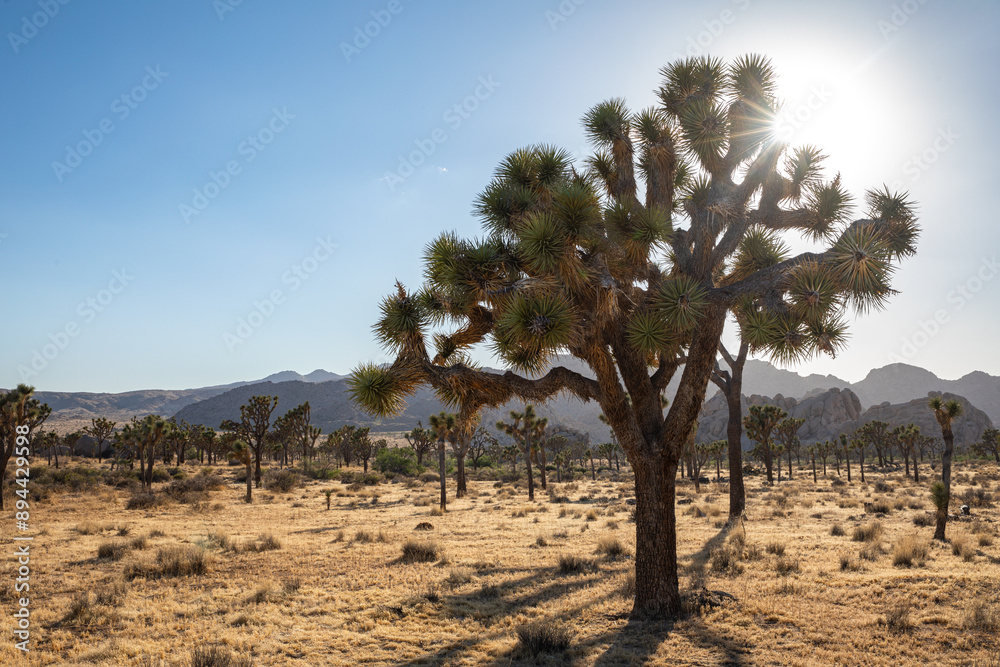 Sun peeking through a Joshua Tree in Joshua Tree National Park in California, USA Sun peeking through a Joshua Tree in Joshua Tree National Park in California, USA