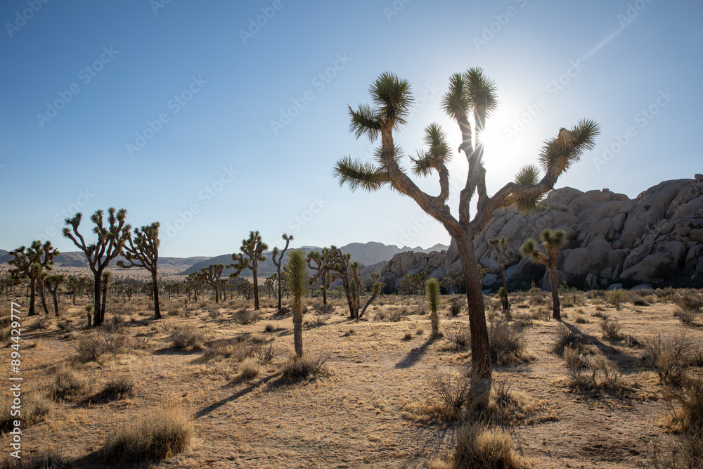 Sun peeking through a Joshua Tree in Joshua Tree National Park in California, USA Sun peeking through a Joshua Tree in Joshua Tree National Park in California, USA