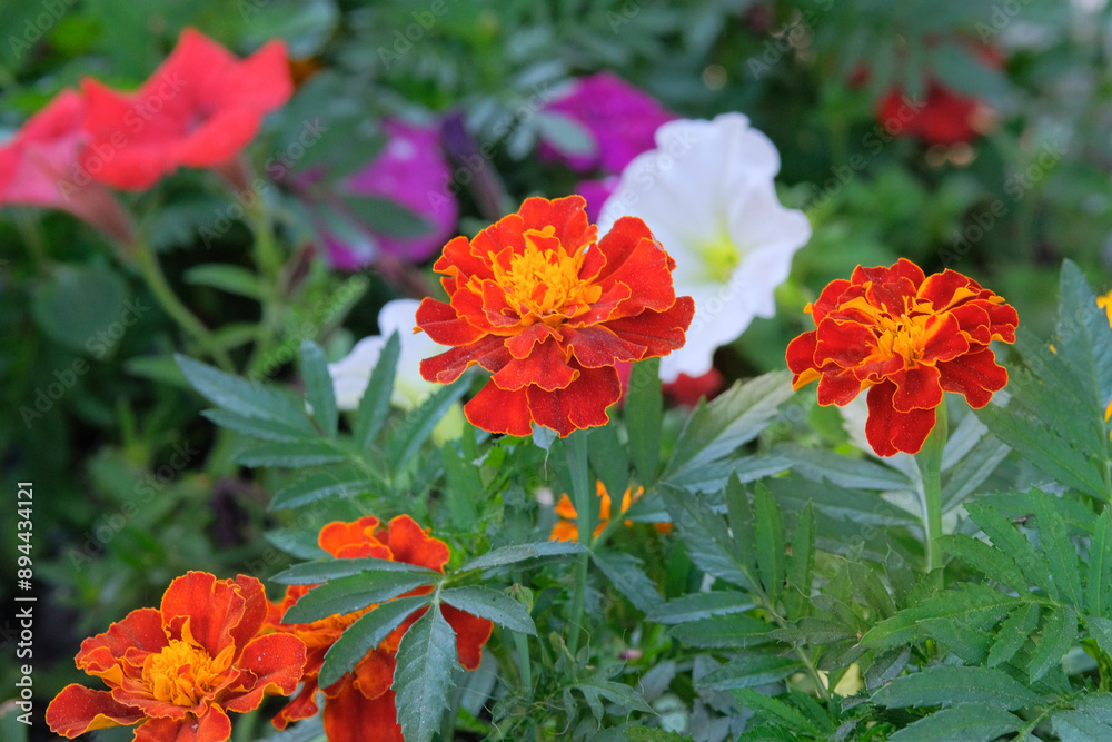 Marigold is growing in park. Gardening. Natural blooming background. Marigolds are used in all types of flowers. Marigold is growing in park. Gardening. Natural blooming background. Marigolds are used in all types of flowers.