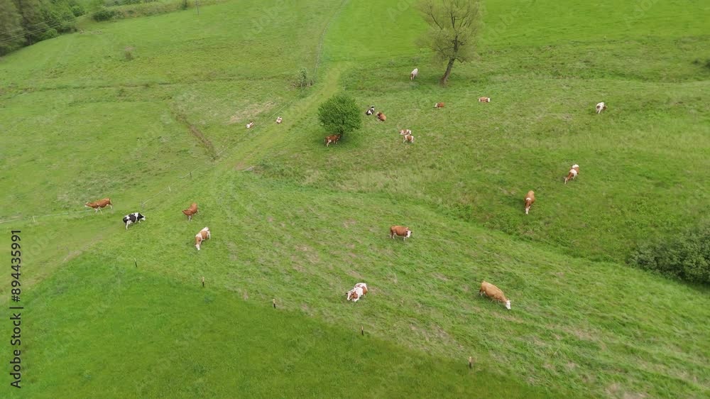 Cows grazing on a large pasture. Drone-filmed from above. Organic cattle farming for beef. Various cows, bulls, and calves roam the enclosed field, resting under trees.