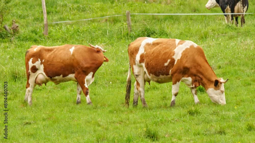 Cows graze on a huge grassy pasture in a mountainous setting. Sustainable farming practices. Organic beef cattle farming. Various cows, bulls, and calves roam the fenced meadow, resting under trees. Cows graze on a huge grassy pasture in a mountainous setting. Sustainable farming practices. Organic beef cattle farming. Various cows, bulls, and calves roam the fenced meadow, resting under trees.