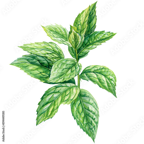 Mint hand drawn fresh leaves set isolated background, botanical illustration watercolor painting. Bright peppermint leaf
