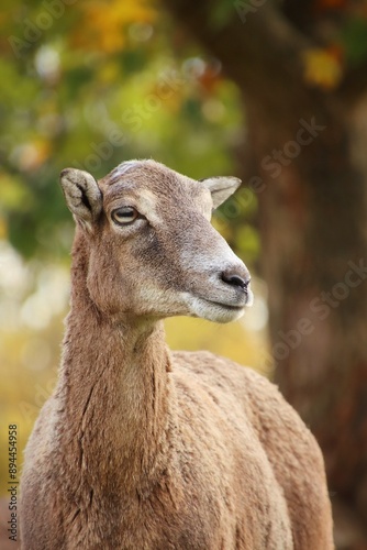 Heads portrait of a mouflon in the wild