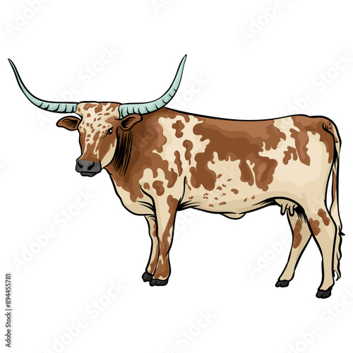longhorn cattle on a separate white background