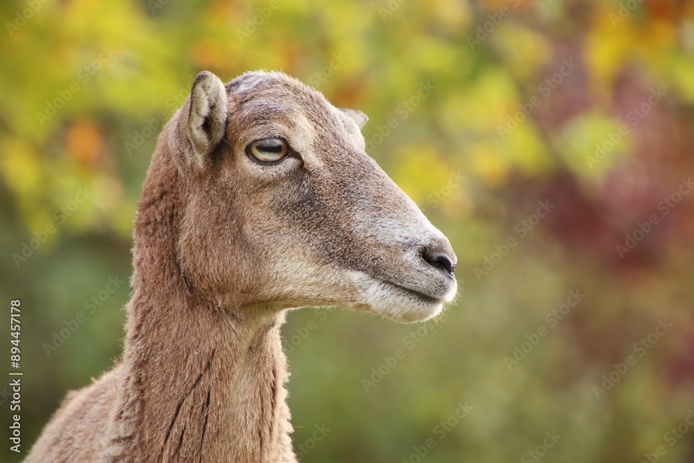 portrait of head of a mouflon in the wild portrait of head of a mouflon in the wild