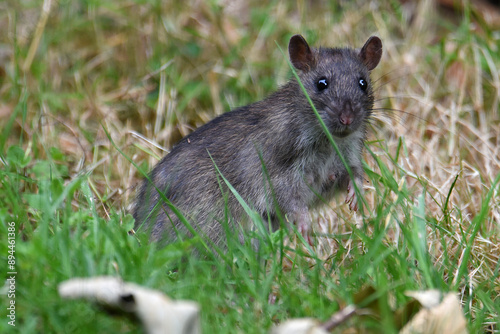 junge Ratte im Garten sucht Futter