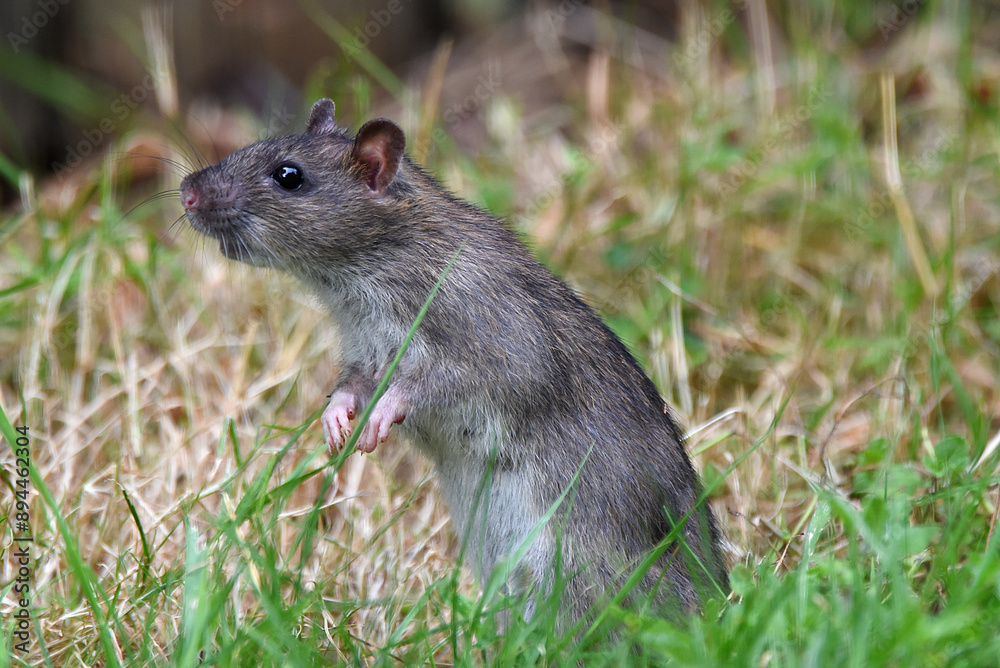 junge Ratte im Garten sucht Futter junge Ratte im Garten sucht Futter